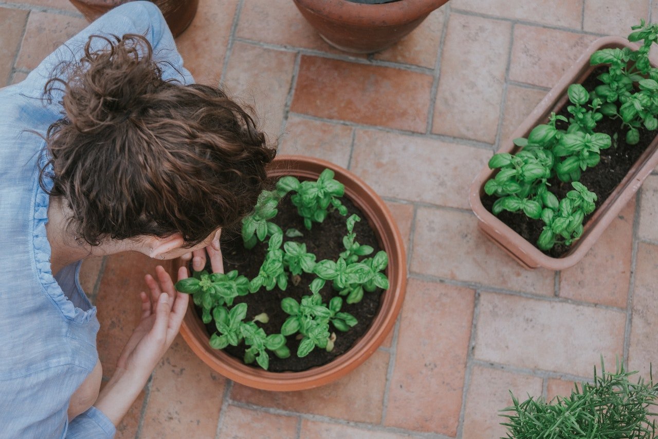 Herb Gardening: A Top Trend for 2023